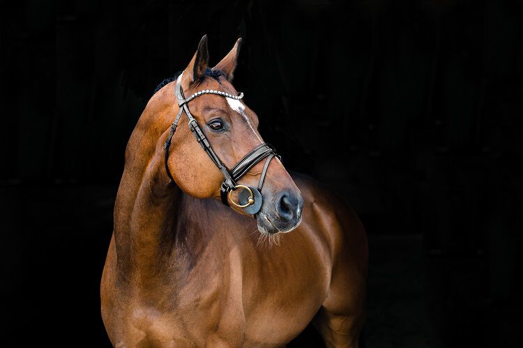 gebisslos Royalian Equestrian Horse Academic Multicolor Hackamore mit verstellbarem Lederpelzgurt Trensenzaum Mehrloch-Pferdegebiss Western-Lauffläche 